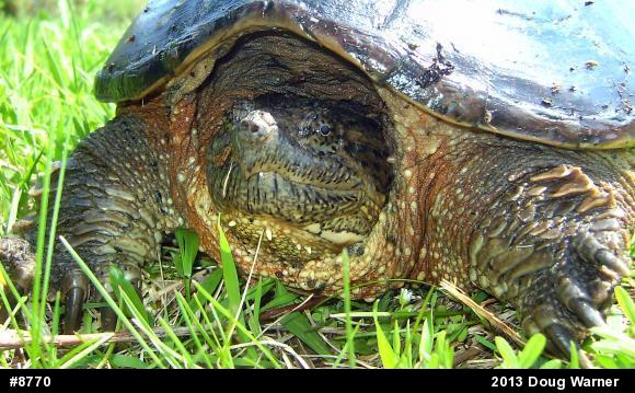 Snapping Turtle