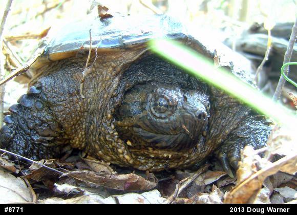 Snapping Turtle