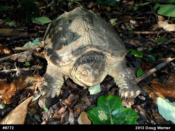 Snapping Turtle