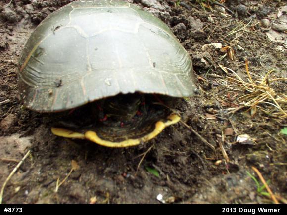 Midland Painted Turtle