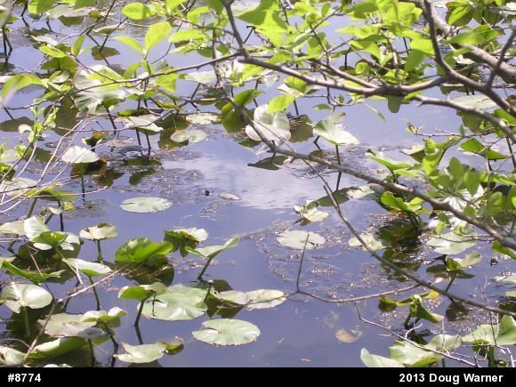 Eastern Painted Turtle