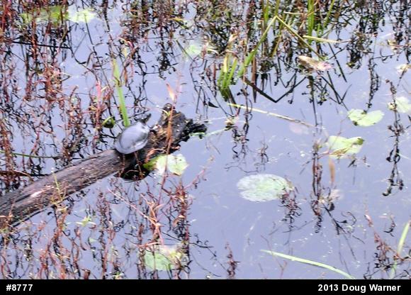 Eastern Painted Turtle