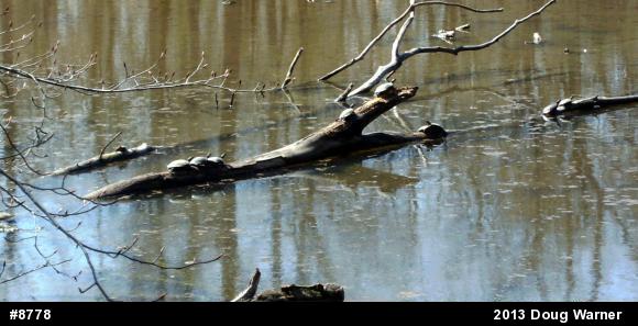 Eastern Painted Turtle