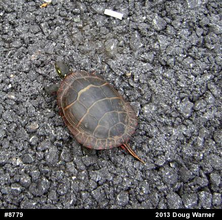 Eastern Painted Turtle