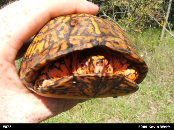 Eastern Box Turtle