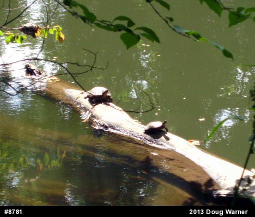 Eastern Painted Turtle