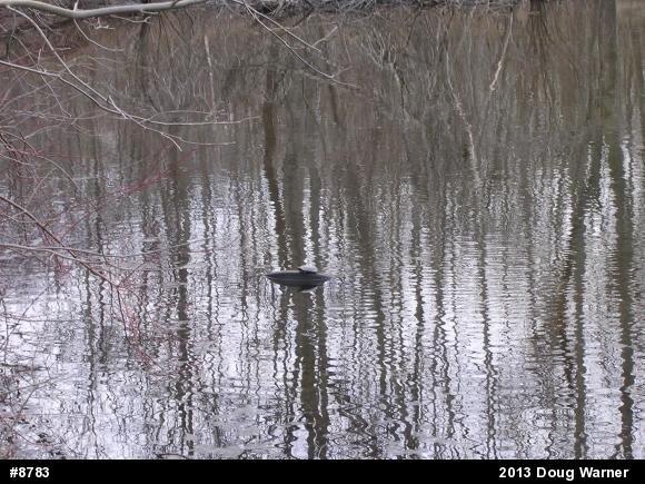 Eastern Painted Turtle