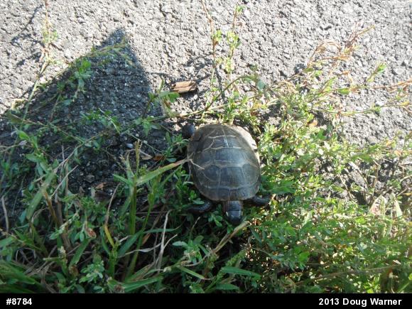 Eastern Painted Turtle