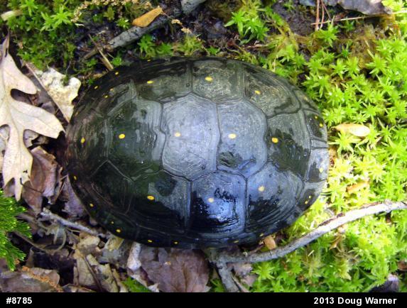 Spotted Turtle