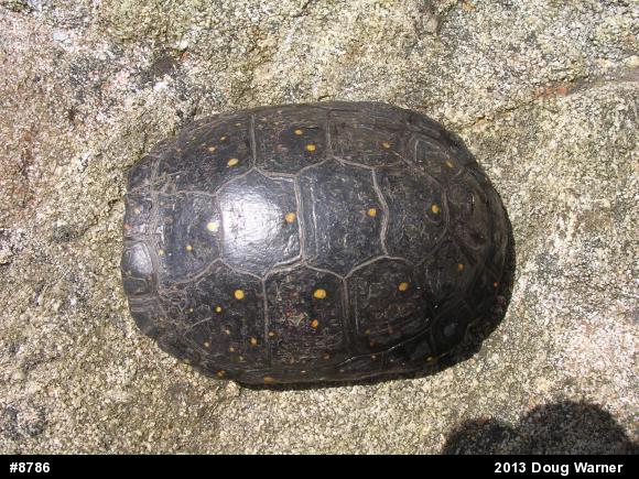 Spotted Turtle