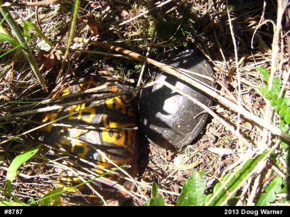 Spotted Turtle