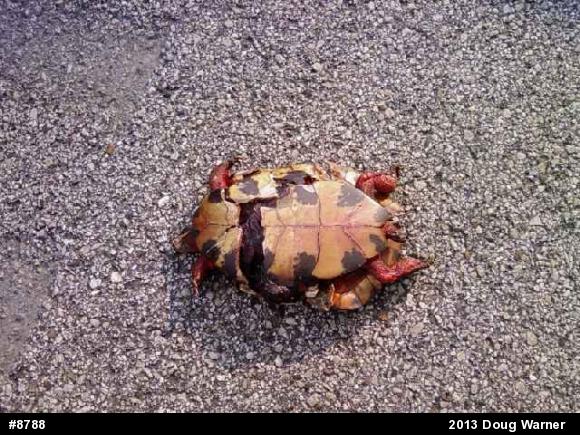Wood Turtle