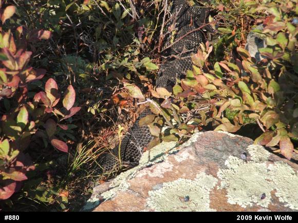 Timber Rattlesnake