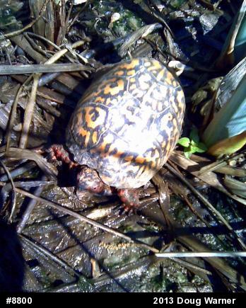 Eastern Box Turtle
