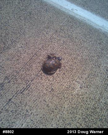 Eastern Box Turtle