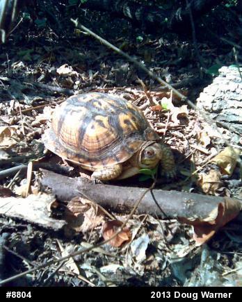 Eastern Box Turtle