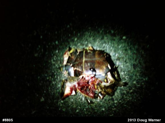 Eastern Box Turtle