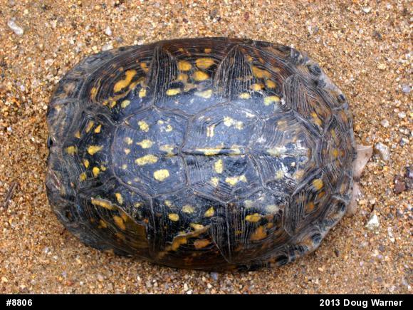 Eastern Box Turtle
