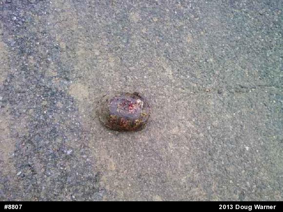 Eastern Box Turtle