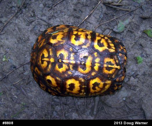 Eastern Box Turtle