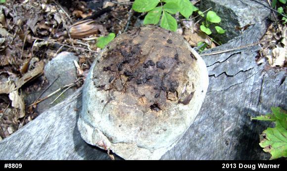 Eastern Box Turtle