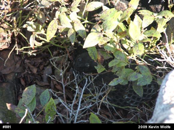Timber Rattlesnake