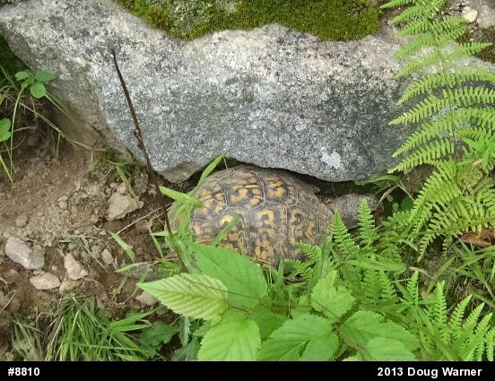 Eastern Box Turtle