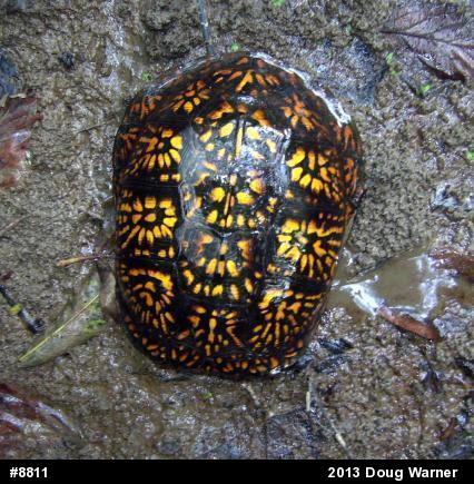 Eastern Box Turtle