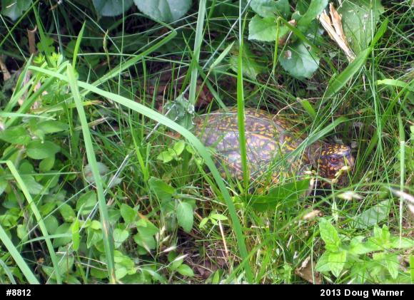 Eastern Box Turtle