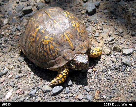 Eastern Box Turtle
