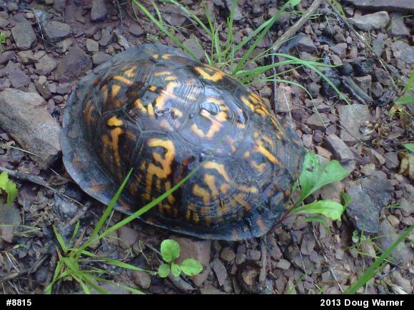 Eastern Box Turtle