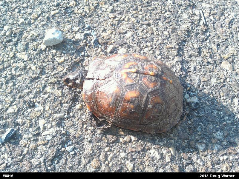 Eastern Box Turtle