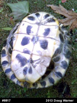 Red-eared Slider
