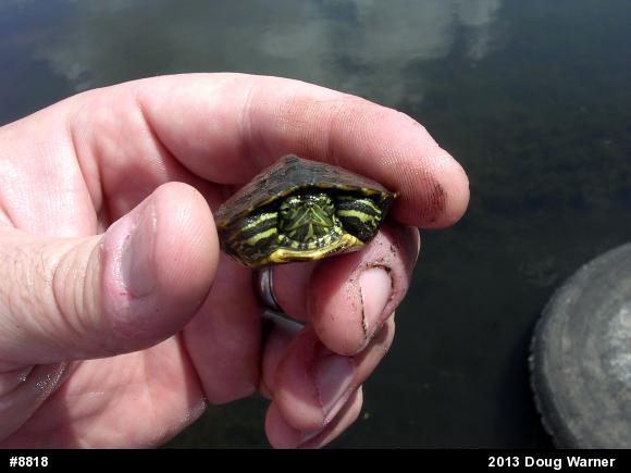 Red-eared Slider