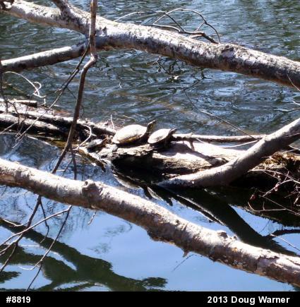 Red-eared Slider