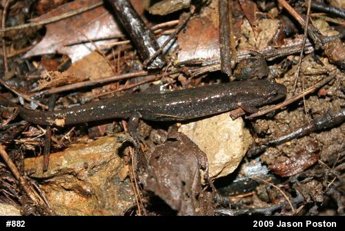 Northern Dusky Salamander