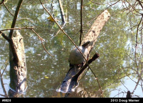 Red-eared Slider