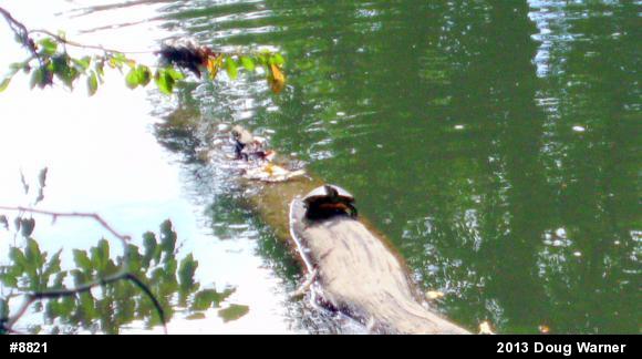 Red-eared Slider