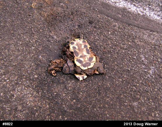 Red-eared Slider