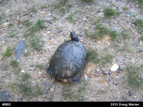 Red-eared Slider