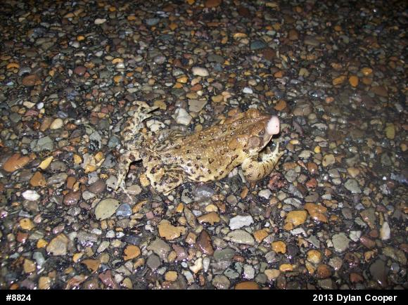 Eastern American Toad