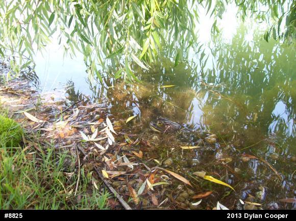 American Bullfrog