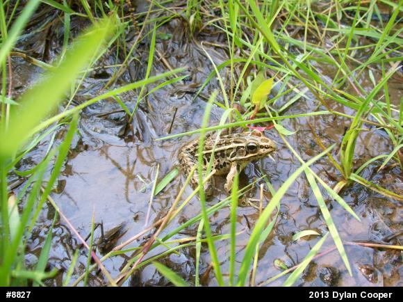 Pickerel Frog
