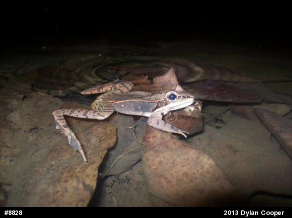 Wood Frog