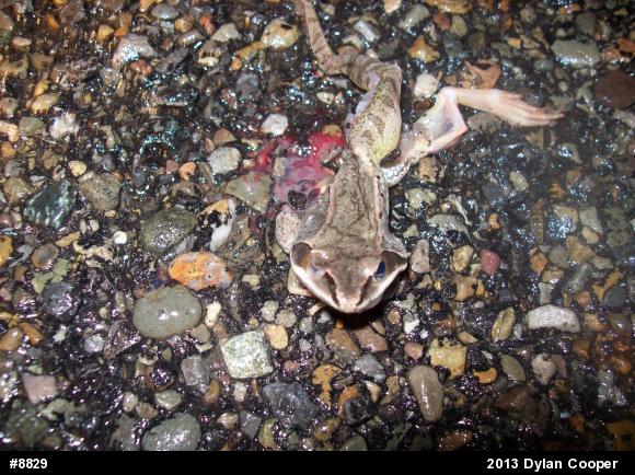 Wood Frog