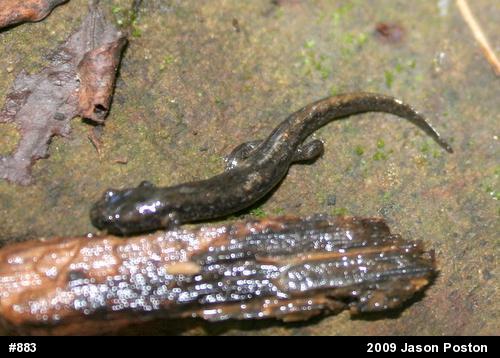 Northern Dusky Salamander