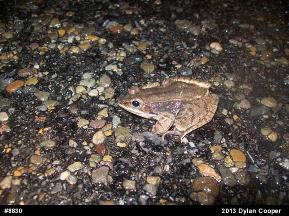 Wood Frog