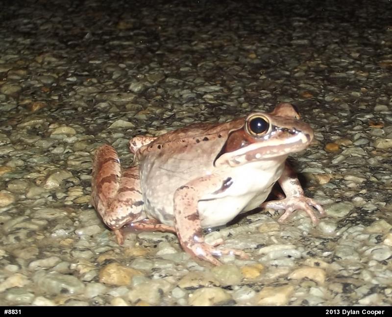 Wood Frog