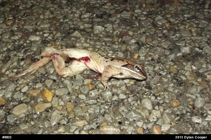 Wood Frog