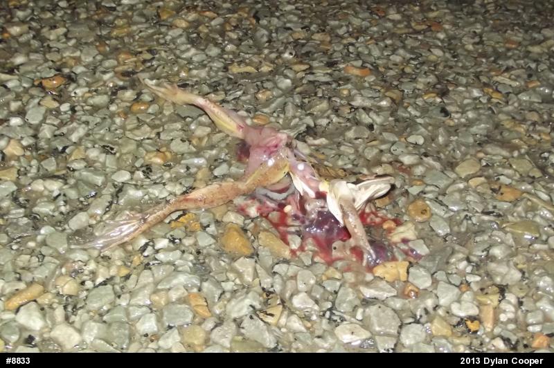 Wood Frog